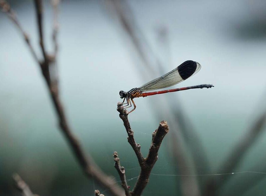 Damselflies