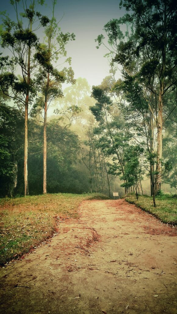 Heaven in Forests