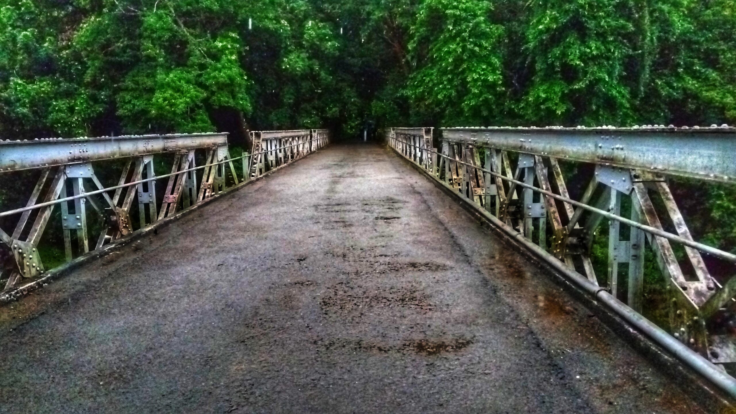 Evergreen Rain Forest