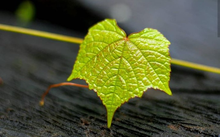 Leaf