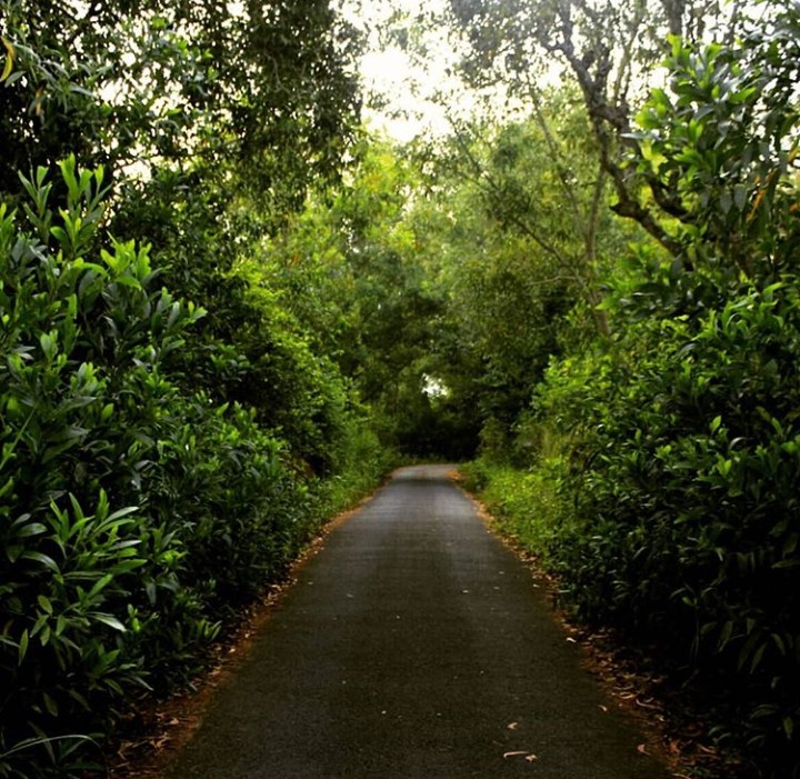 Road Through The Forest