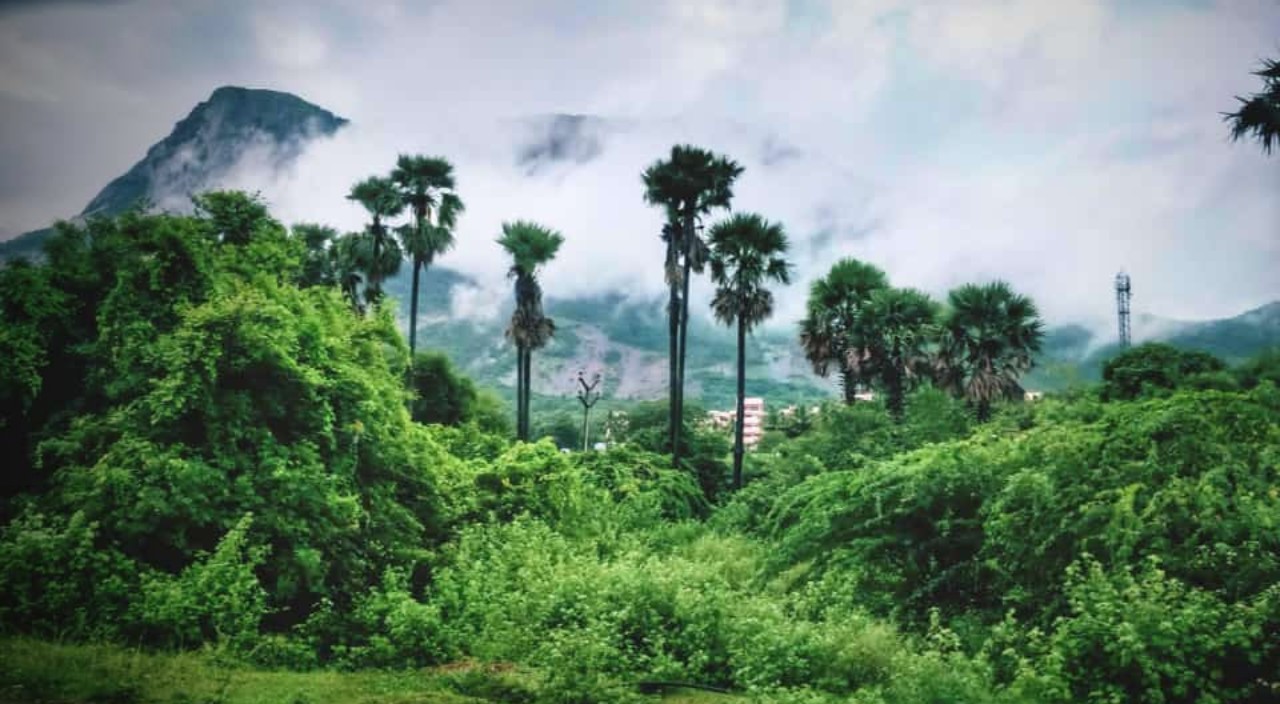 Asian Palmyra Palm