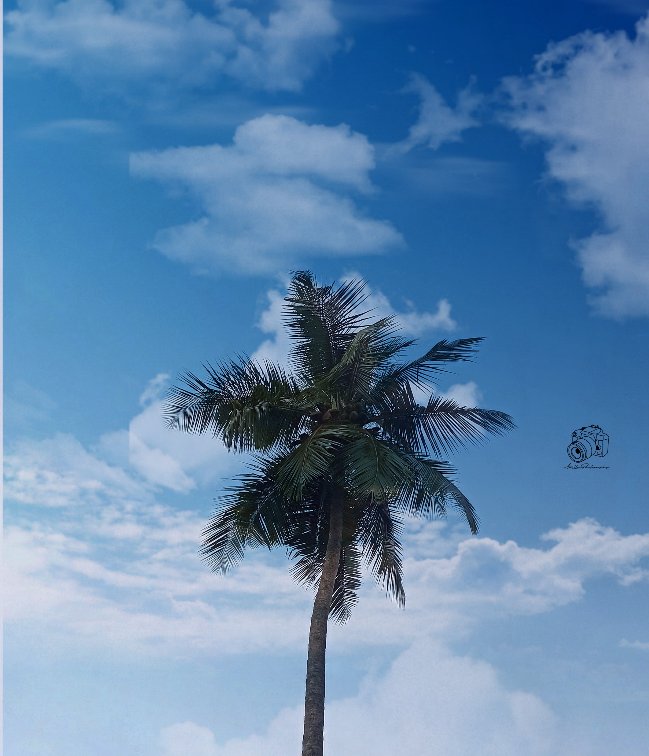 Coconut Tree