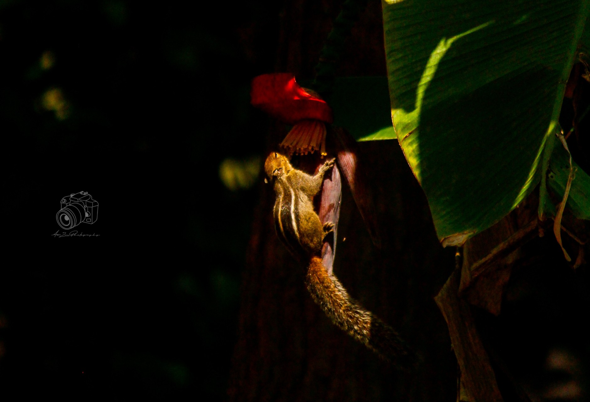 Indian Palm Squirrel