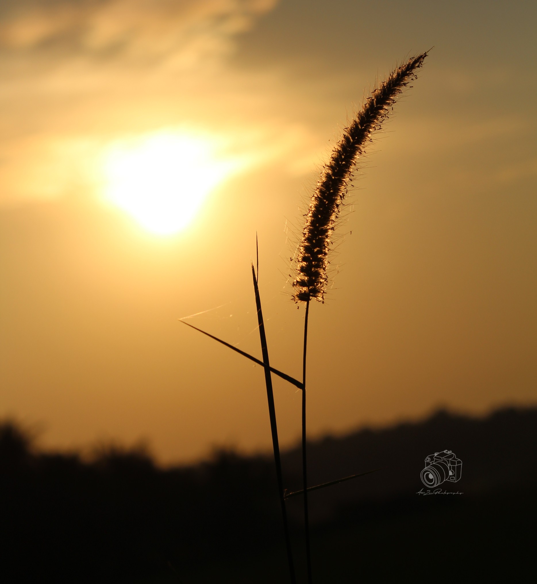 Setaria Viridis