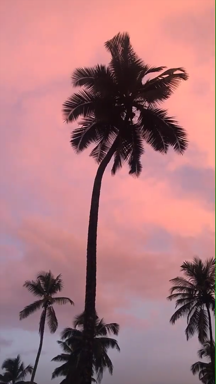 Coconut Tree
