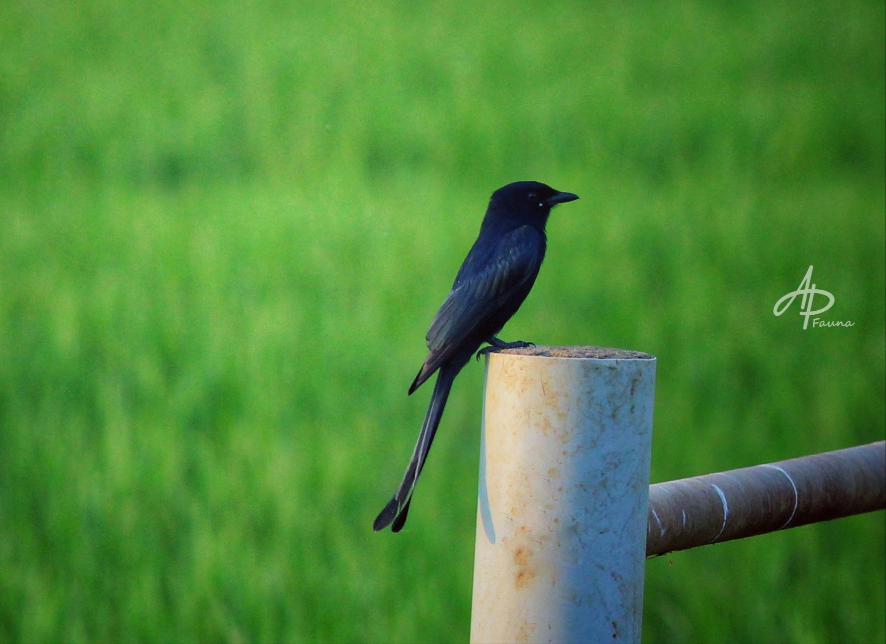 Greater Coucal