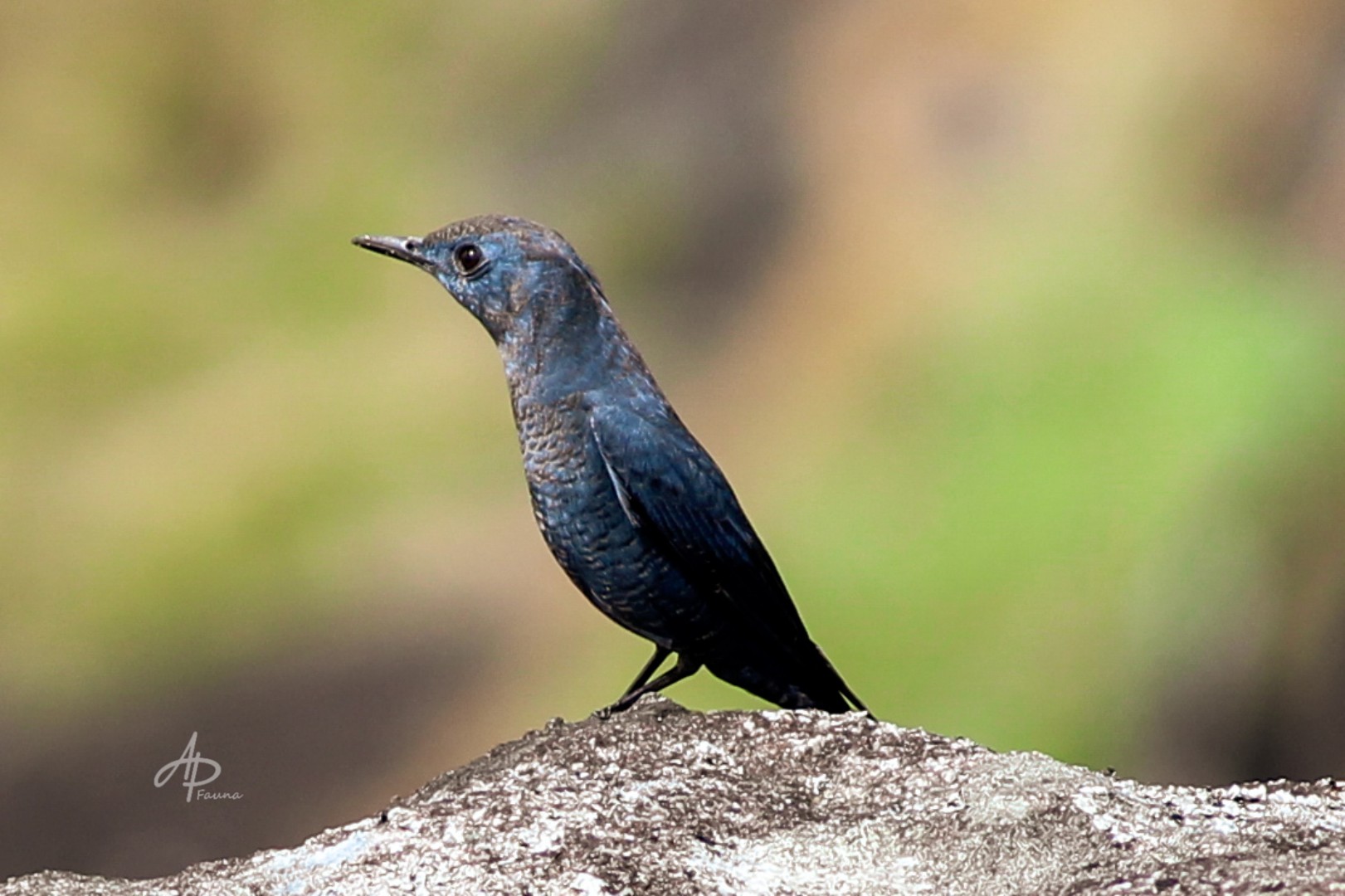 Greater Coucal