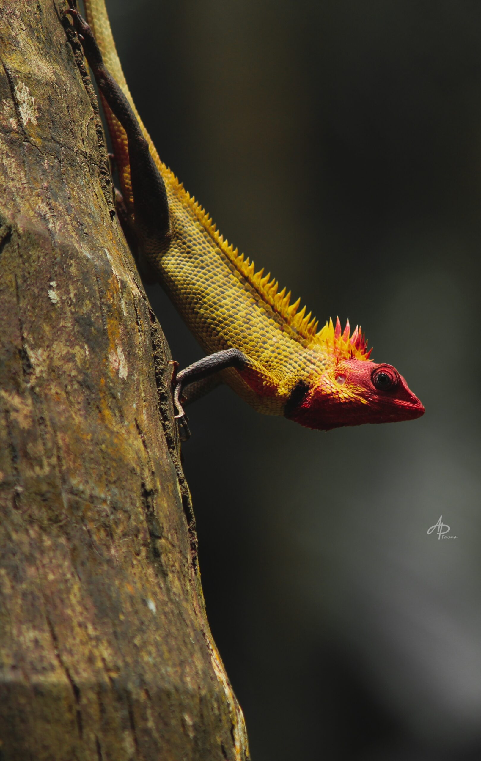 Greater Coucal
