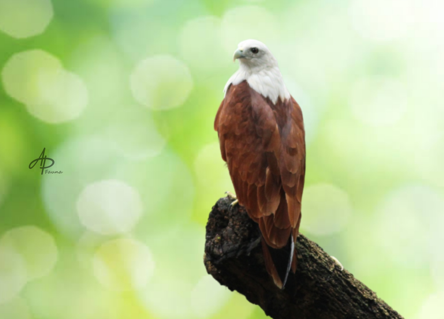 Greater Coucal