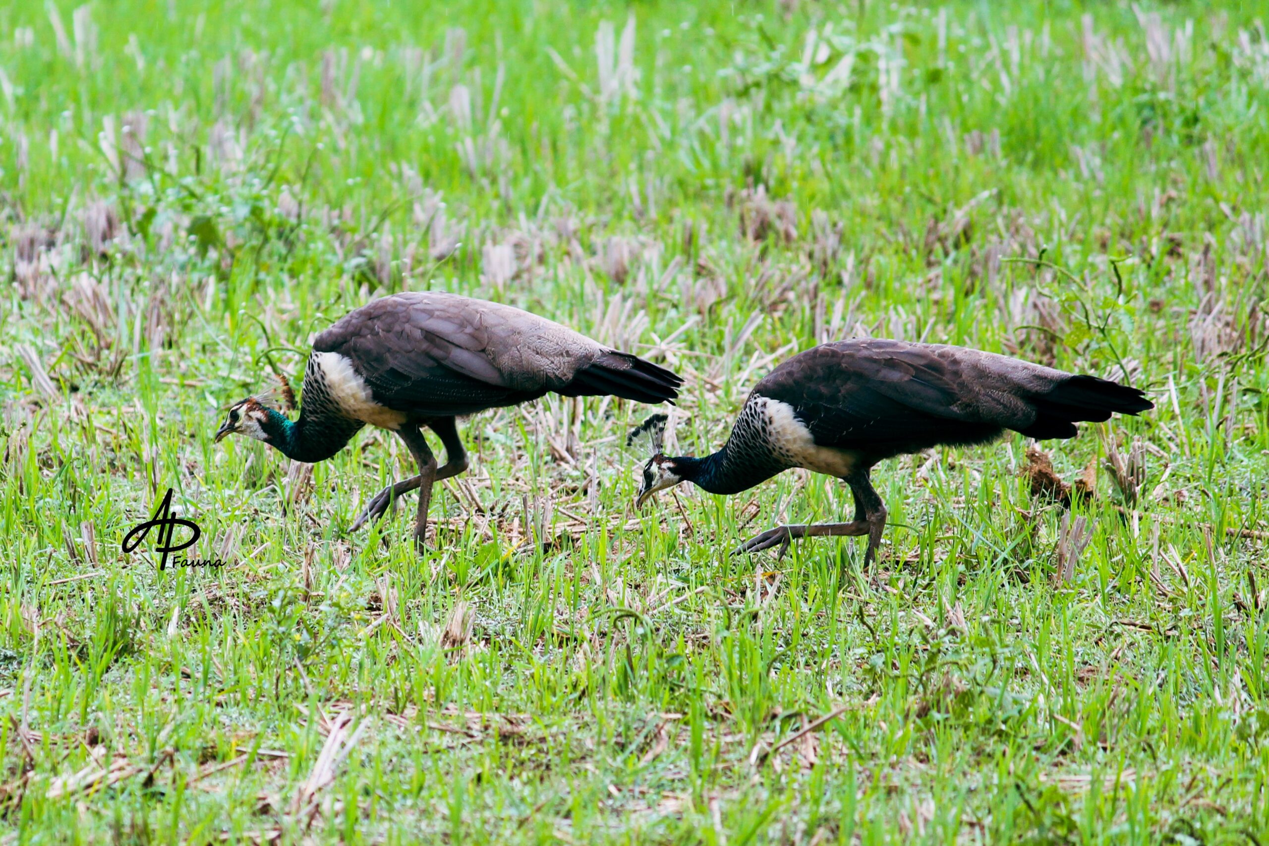 Greater Coucal