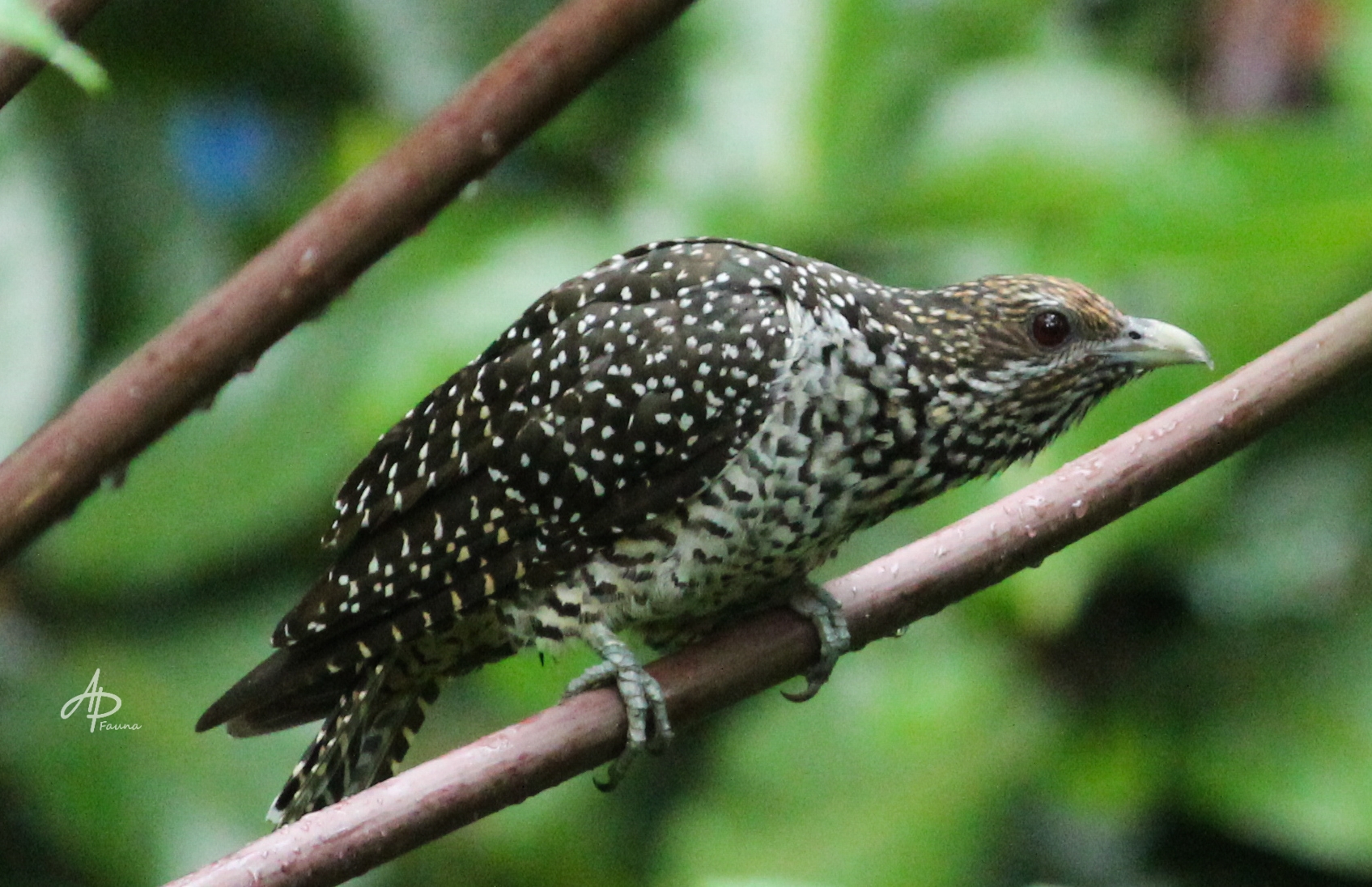 Greater Coucal