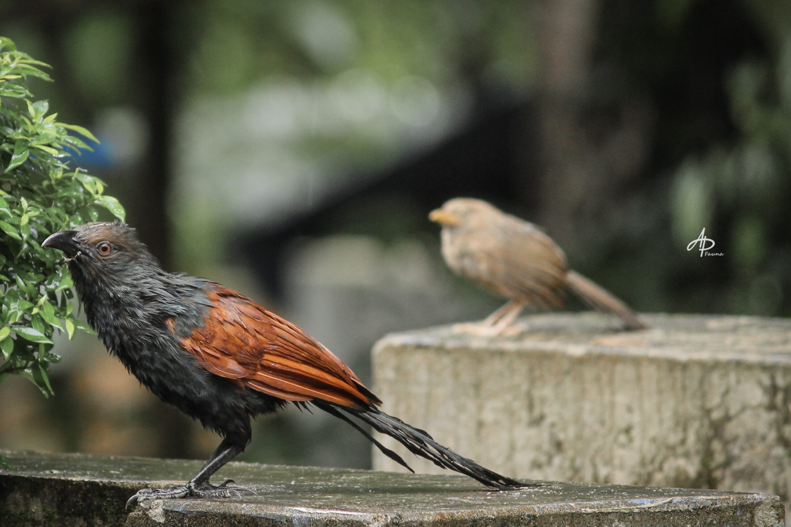 Greater Coucal
