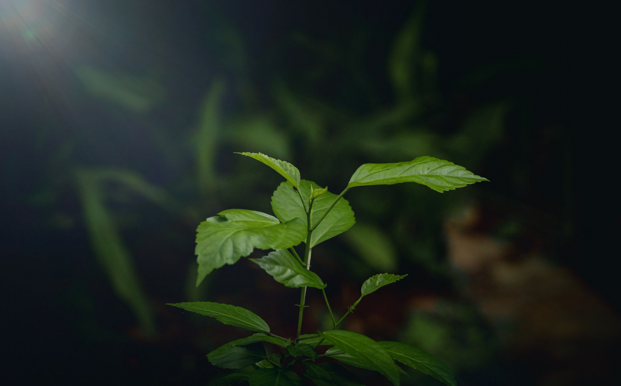 Green Plants