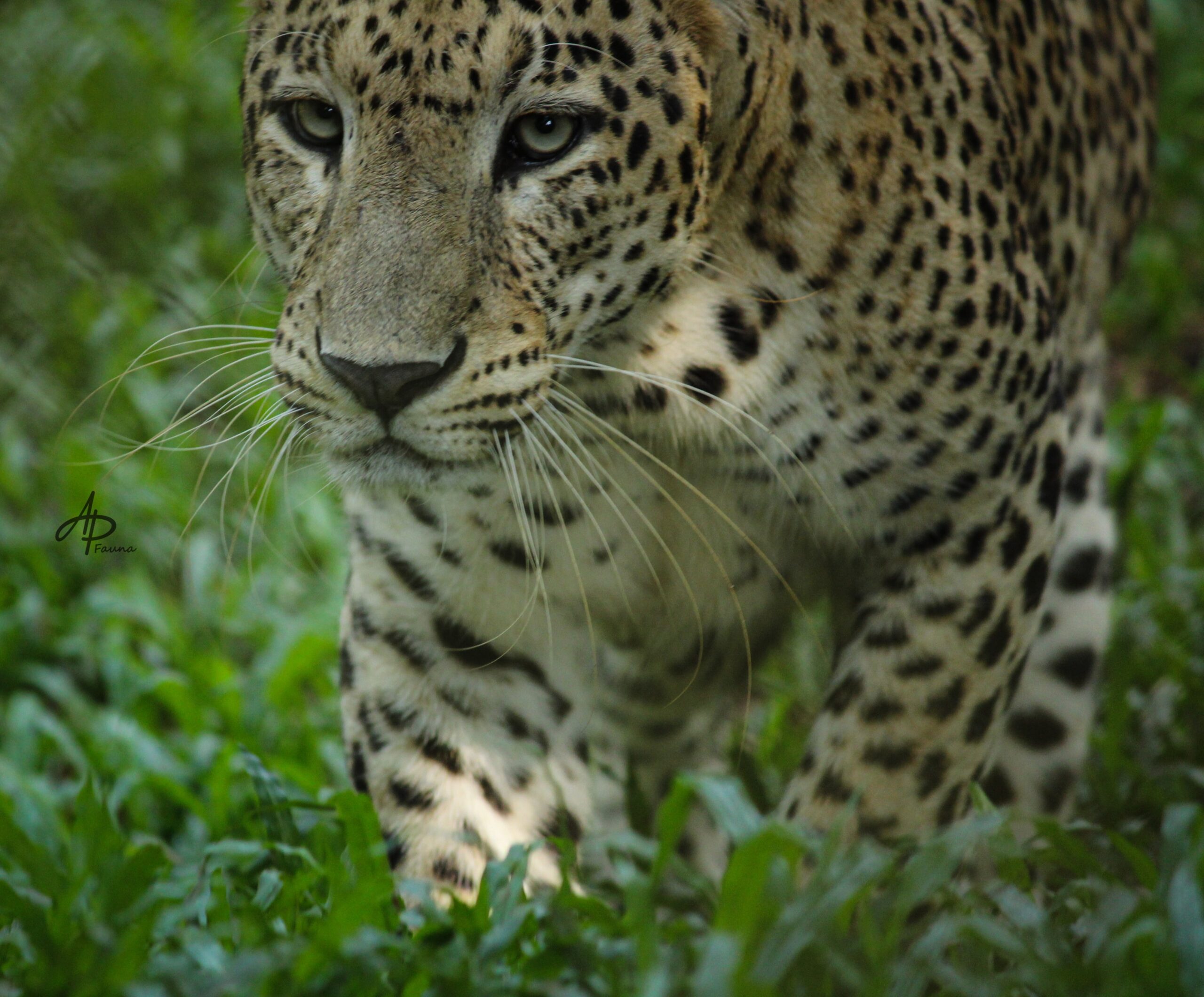 LEOPARD