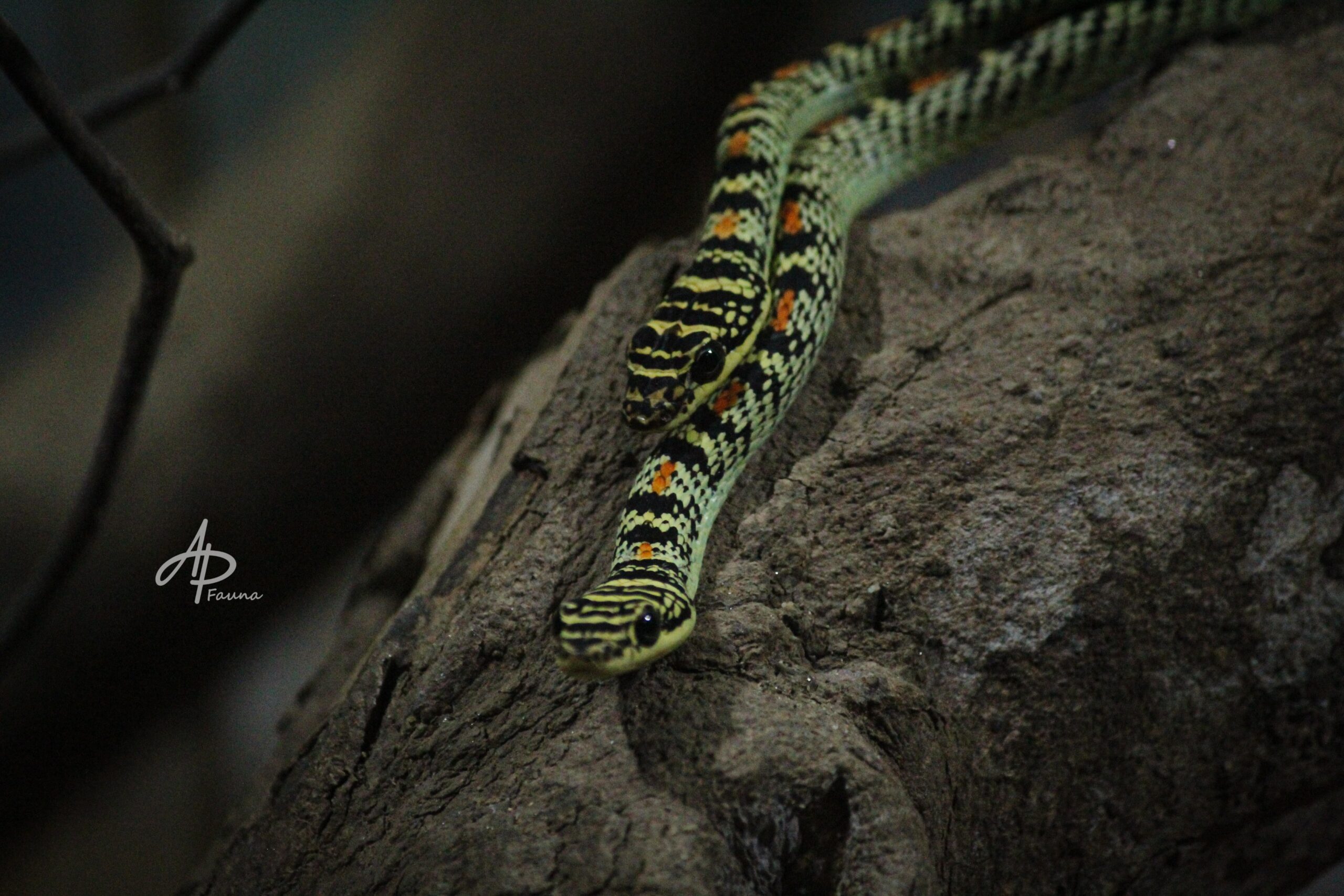 CHRYSOPELEA ORNATA