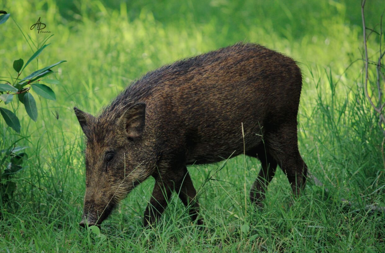 BANDED PIG