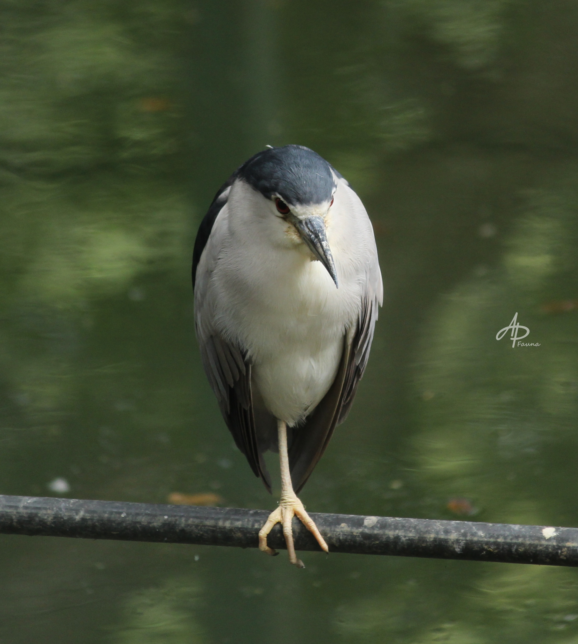 BLACK-CROWNED NIGHT HERON