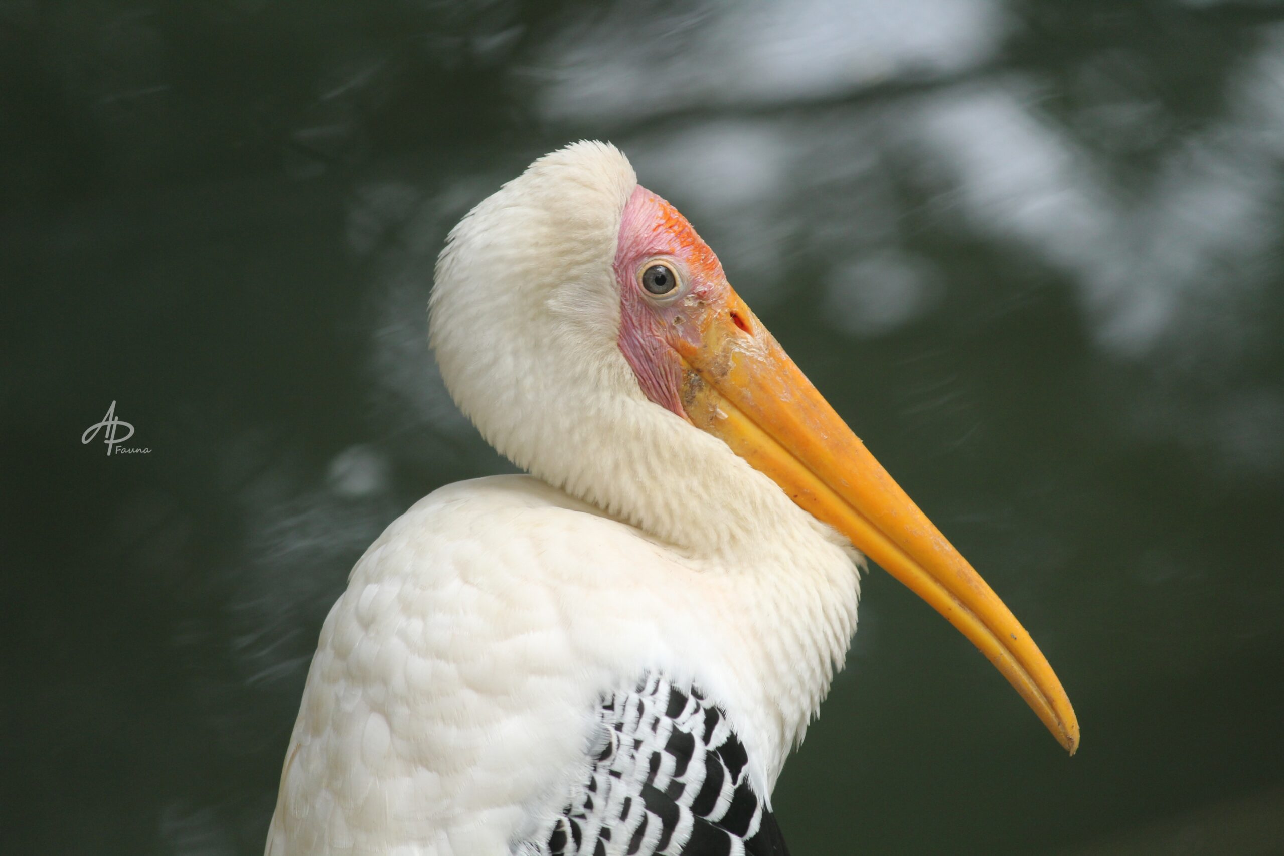 PAINTED STORK