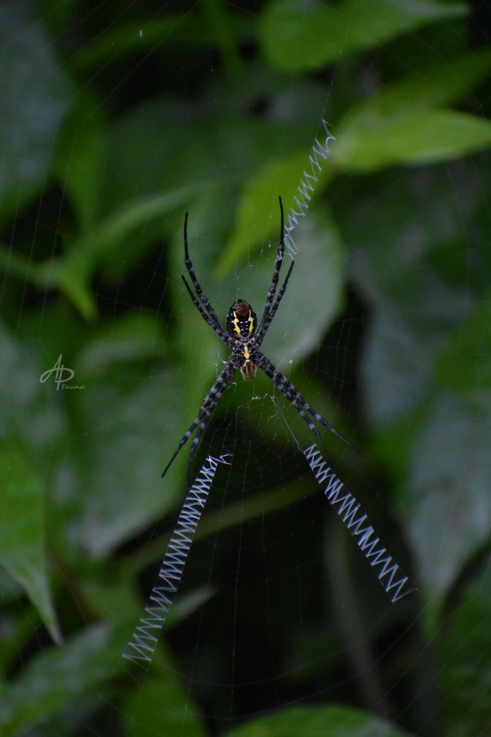 ARGIOPE APPENSA