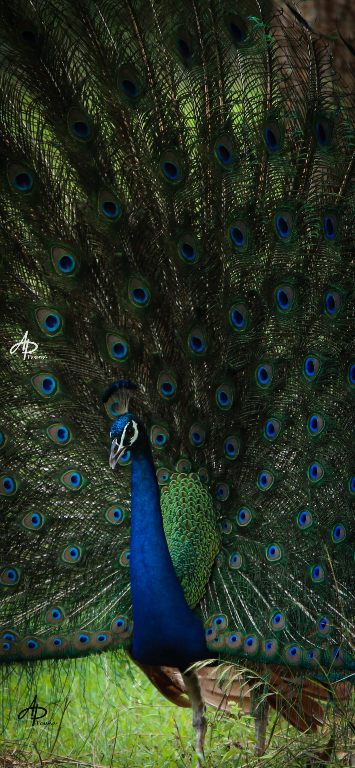 PEAFOWL