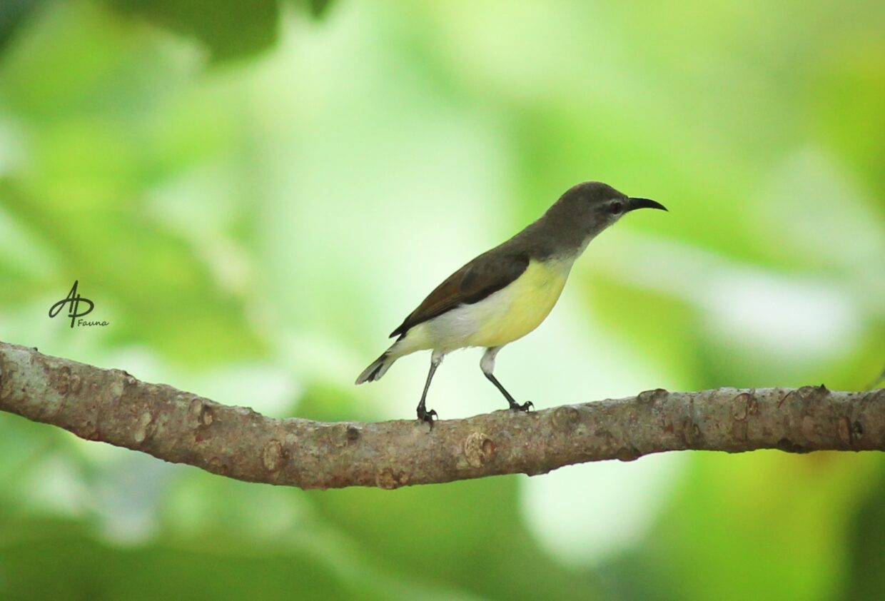 PURPLE-RUMPED SUNBIRD