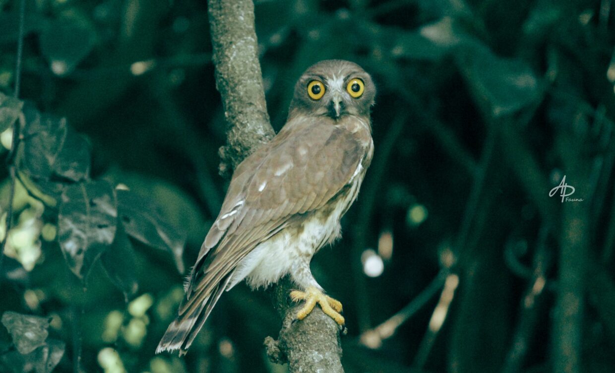 BROWN HAWK-OWL