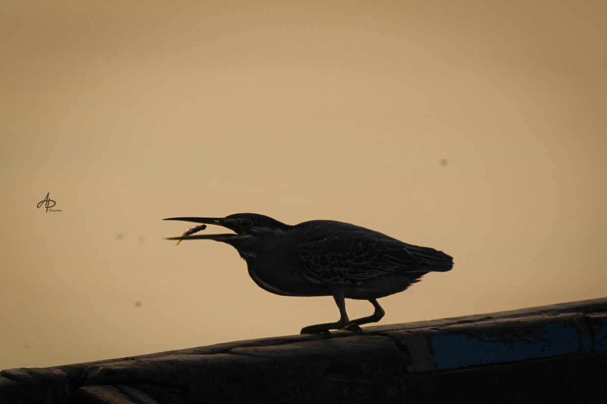 STRIATED HERON
