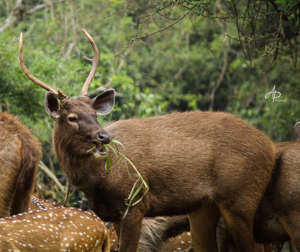 SAMBAL DEER