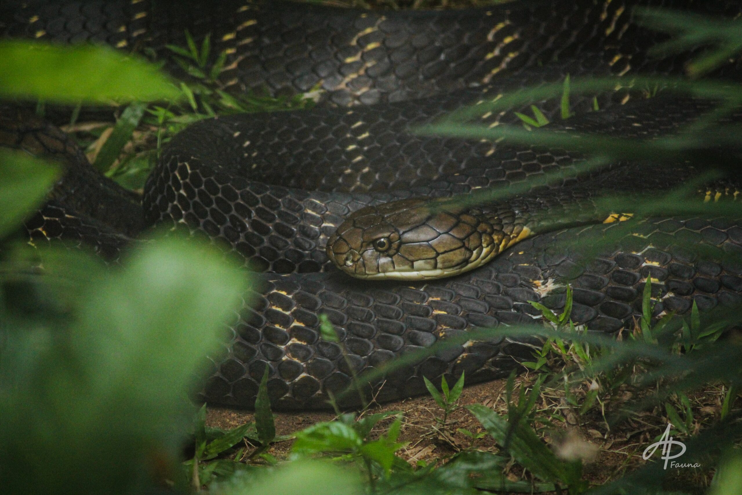KING COBRA
