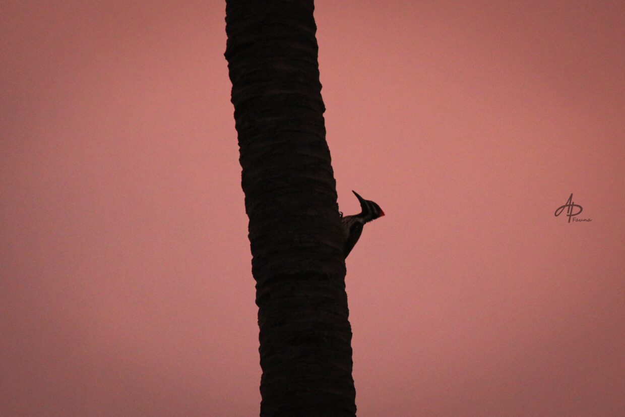 WOODPECKER