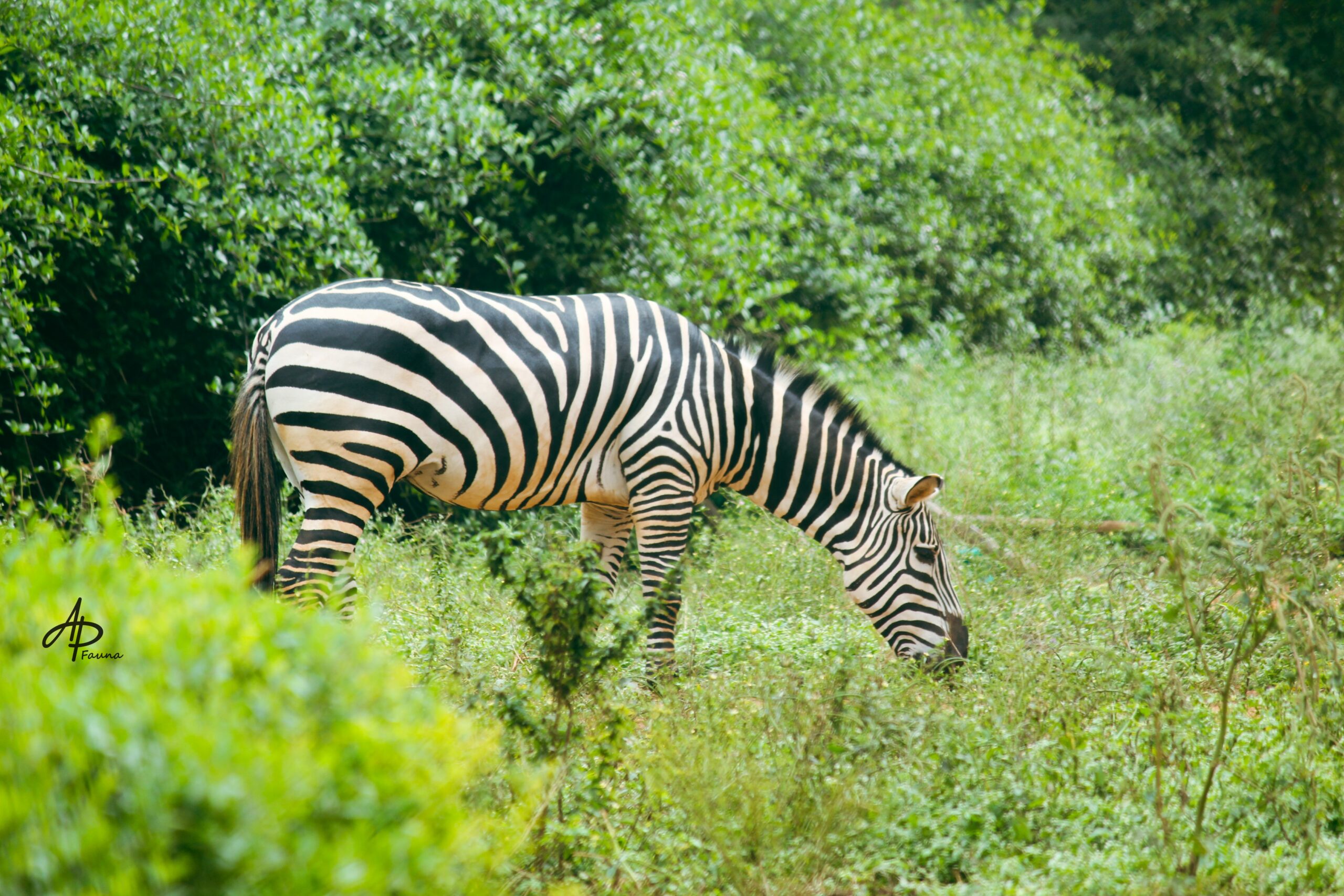 ZEBRA
