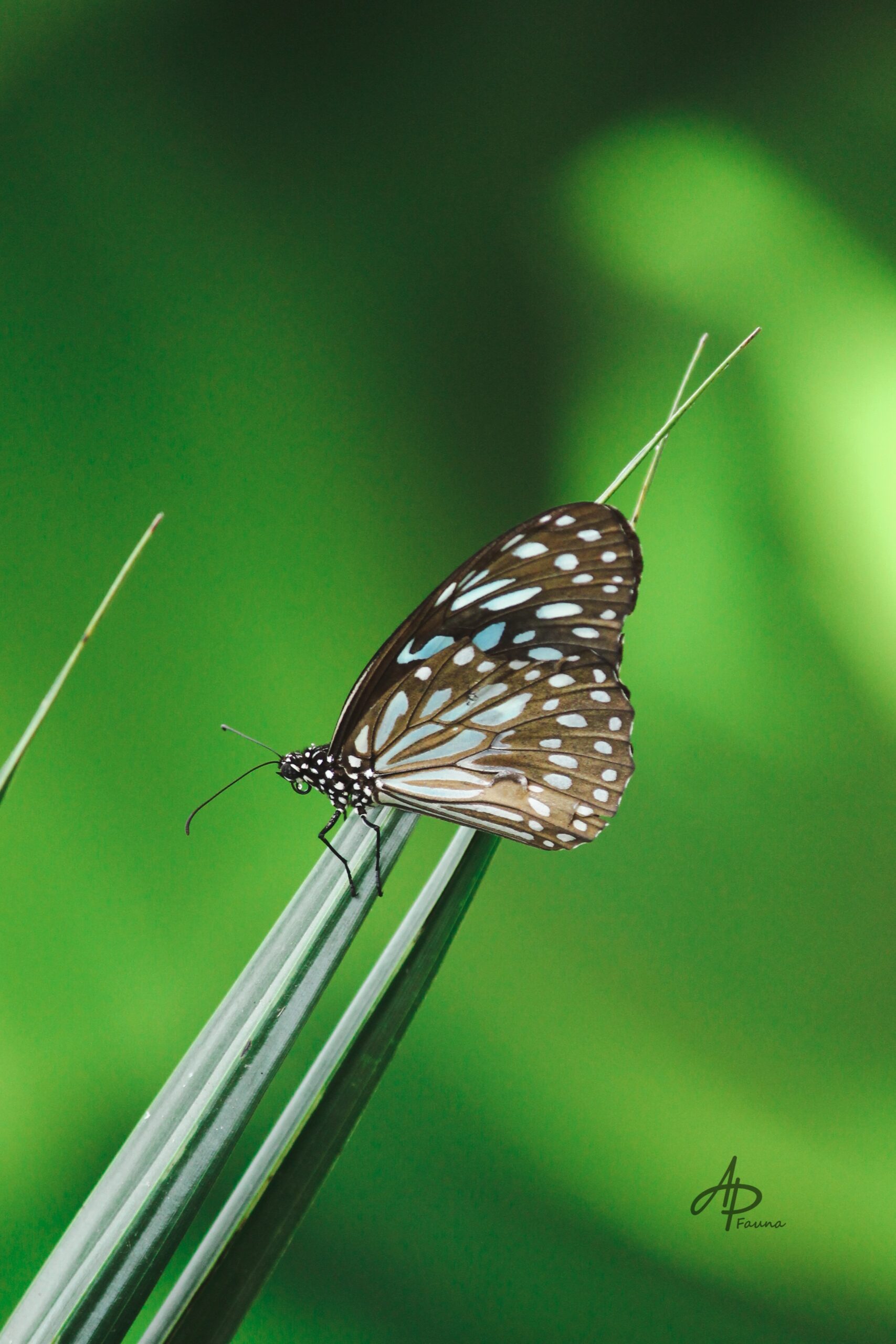 BLUE TIGER