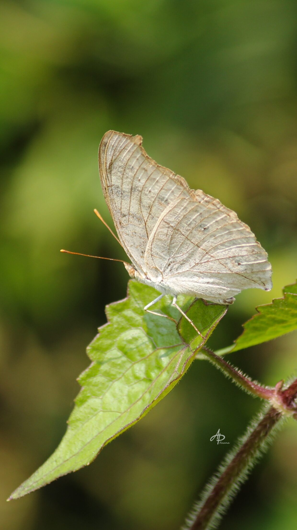 JUNONIA ATLITES