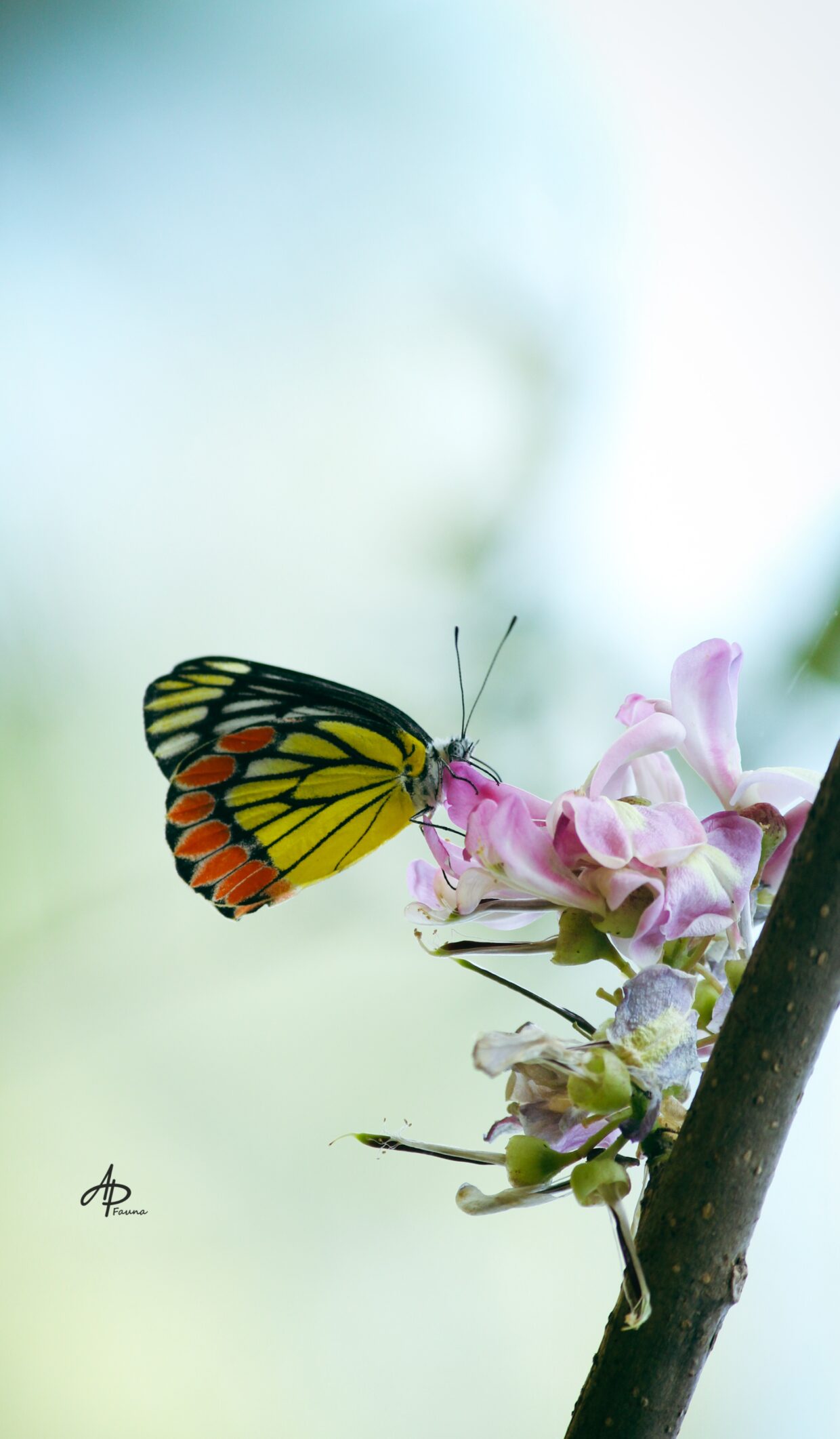 DELIAS EUCHARIS