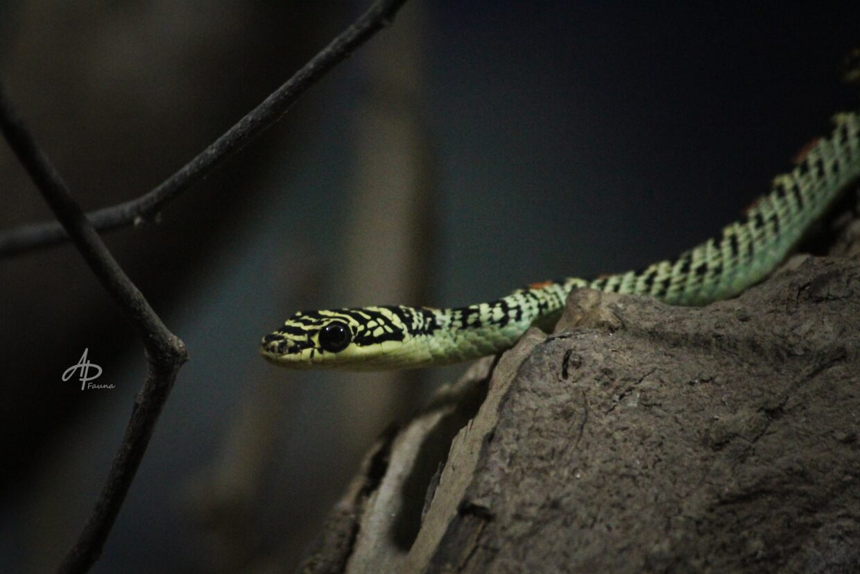CHRYSOPELEA ORNATA