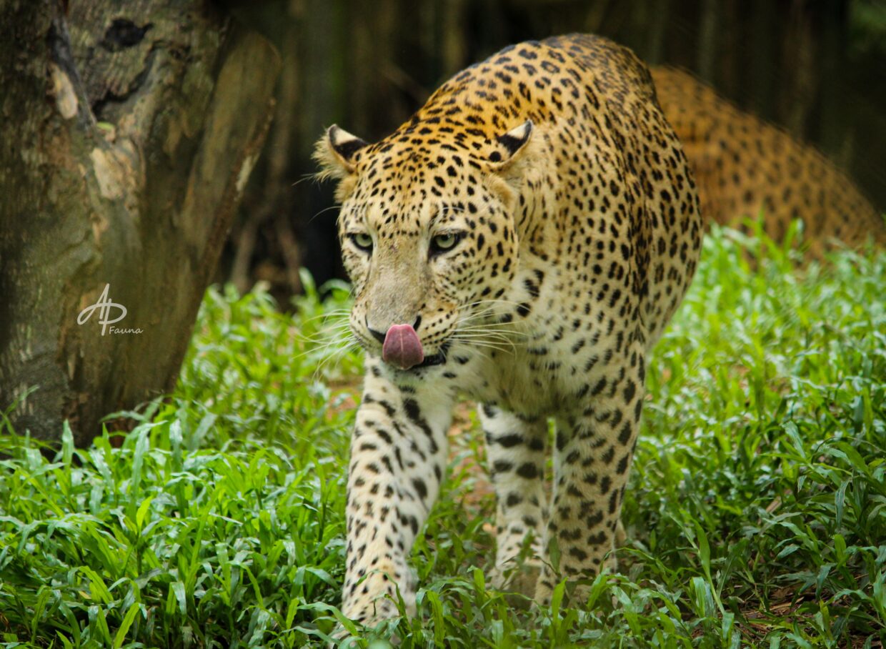 INDIAN LEOPARD