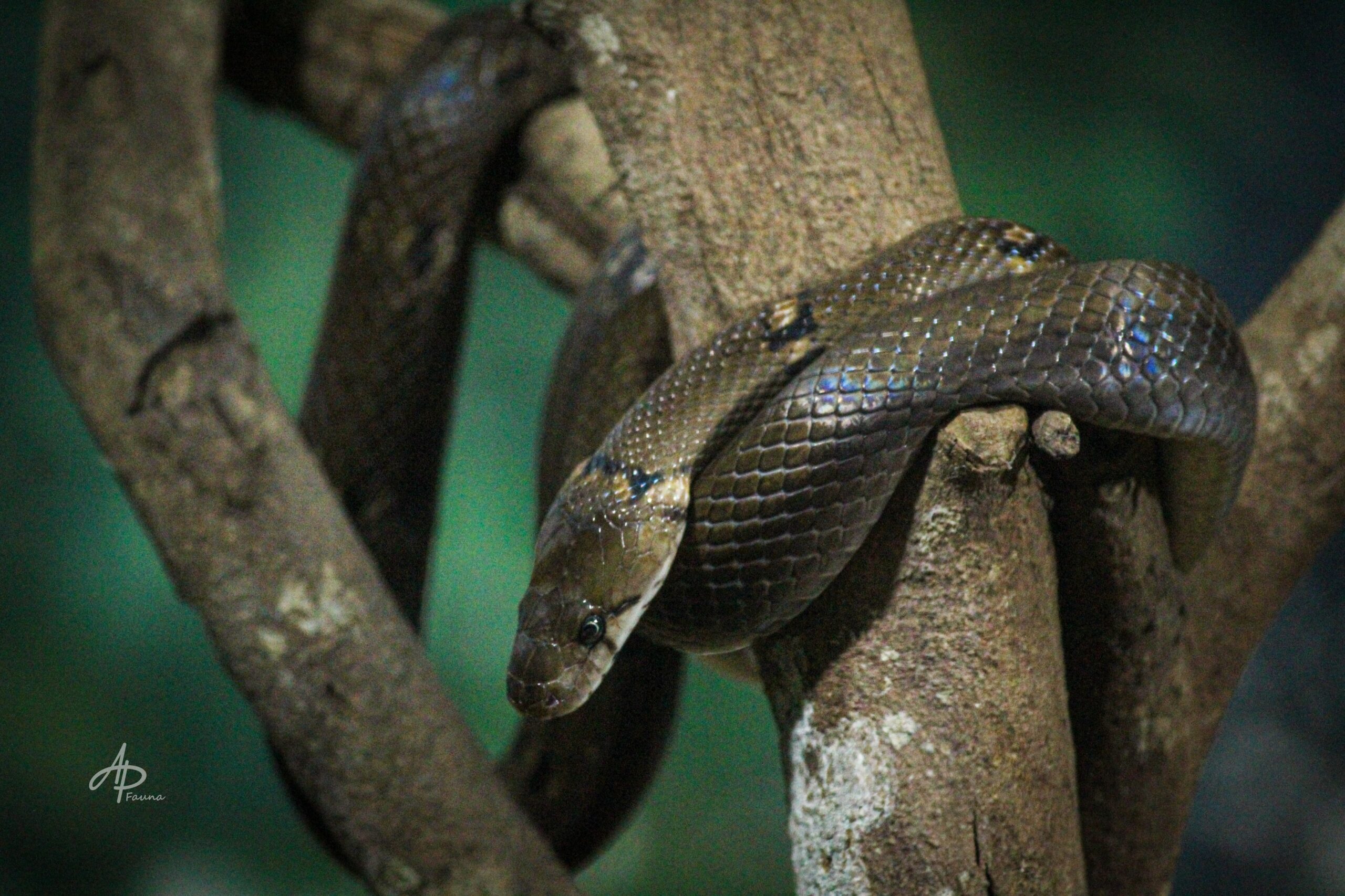 TRINKET SNAKE