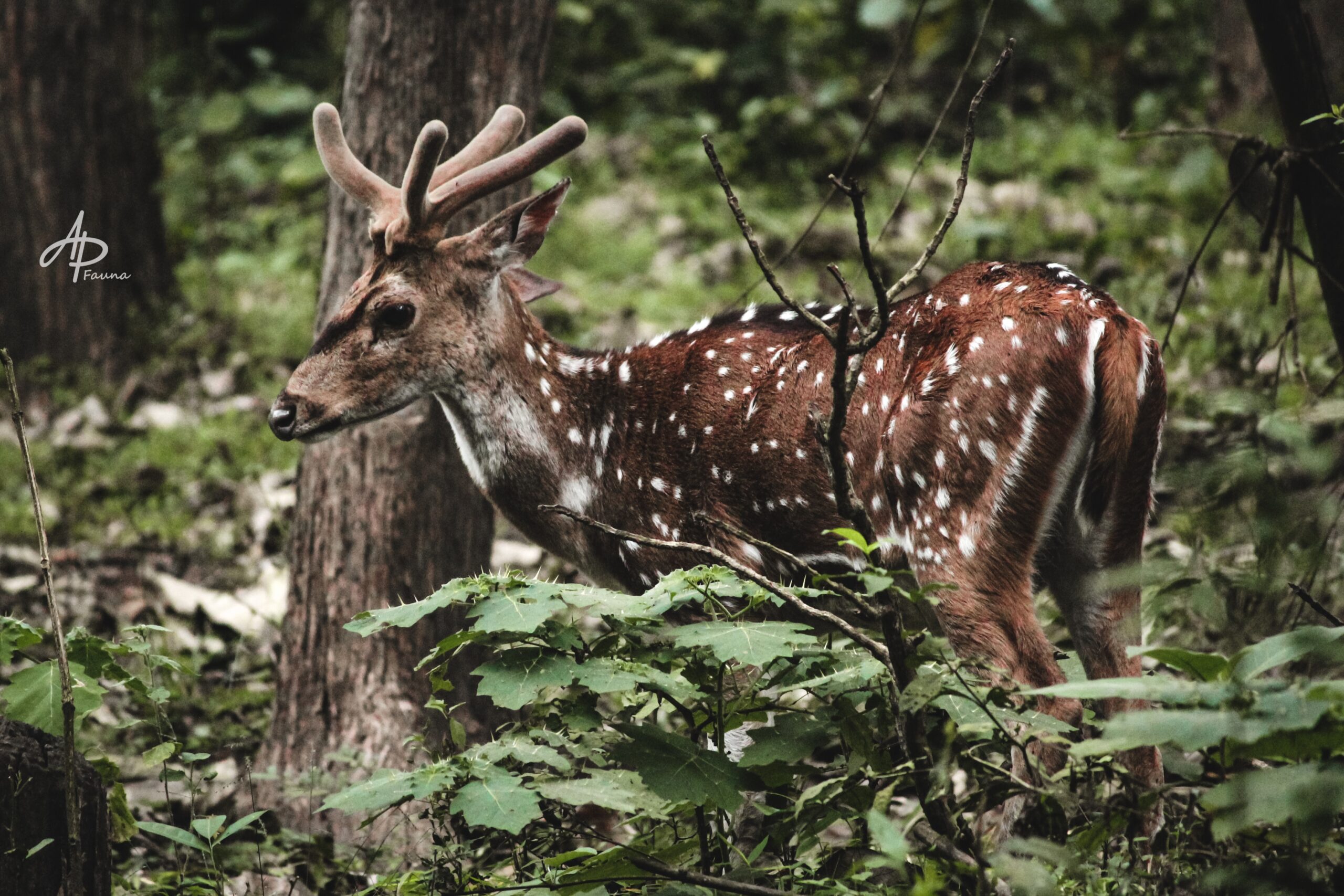 VISAYAN SPOTTED DEER