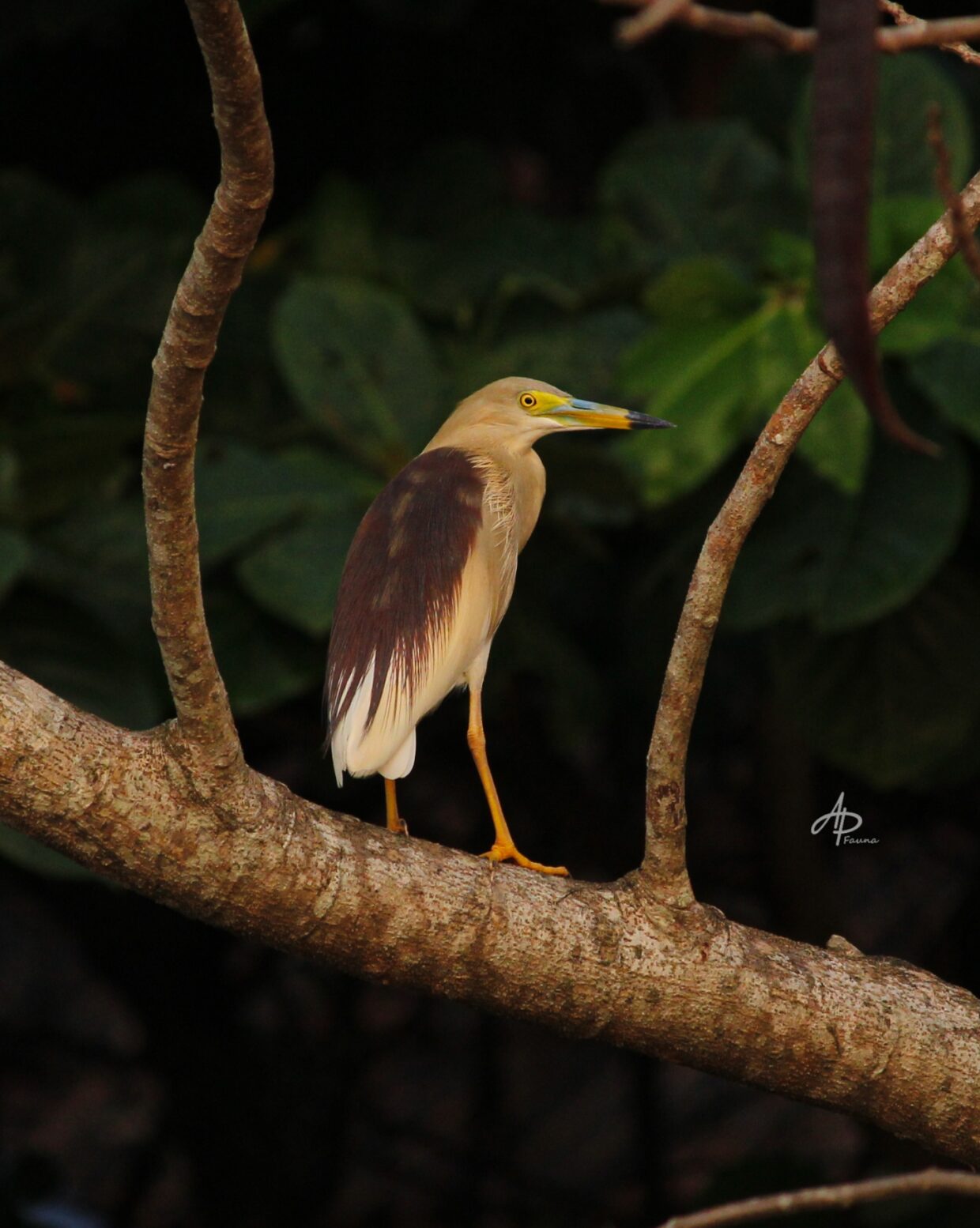 INDIAN POND HERON