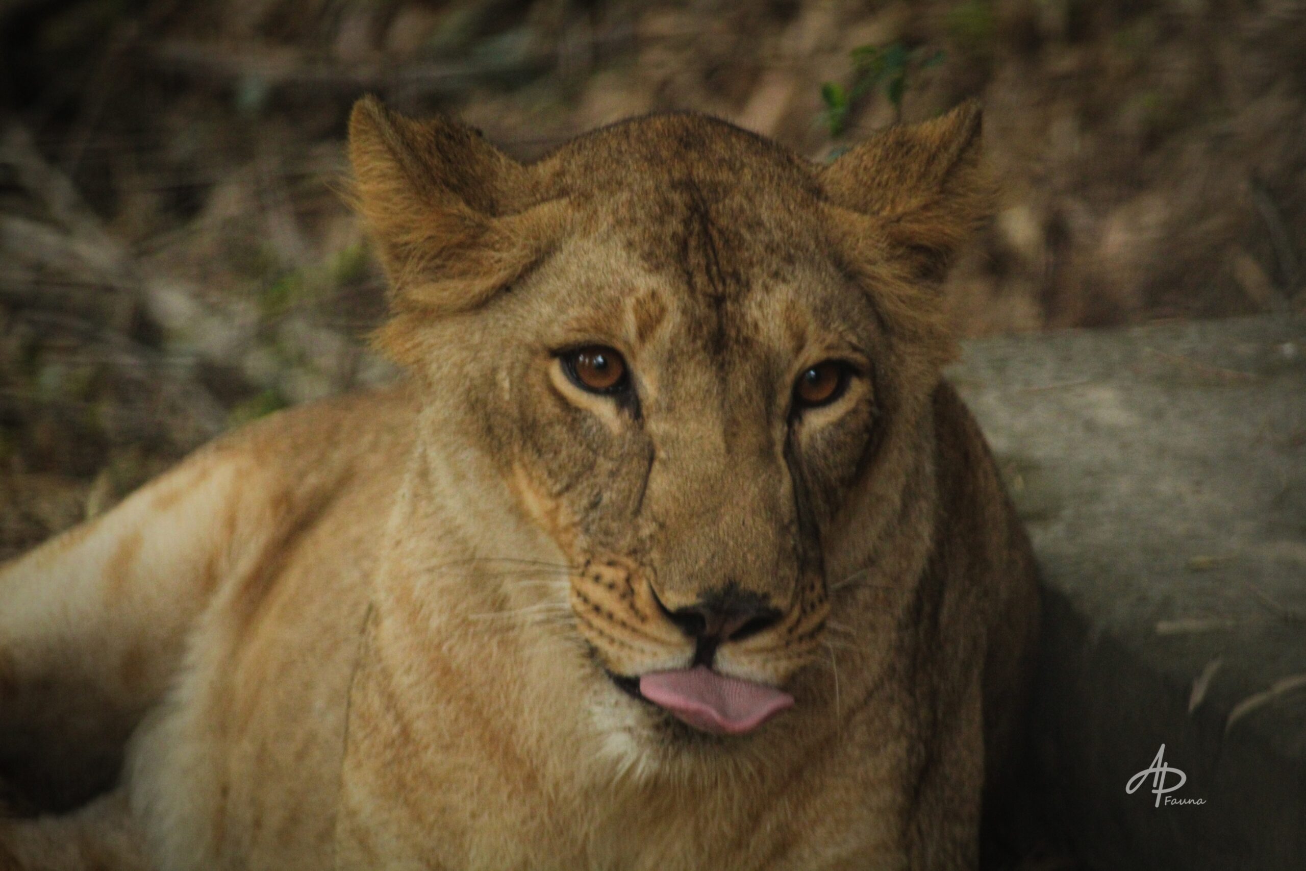 PANTHERA LEO LEO
