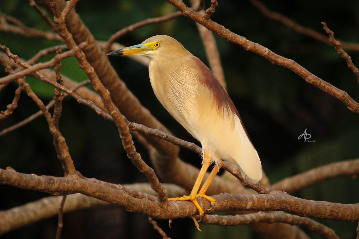 INDIAN POND HERON