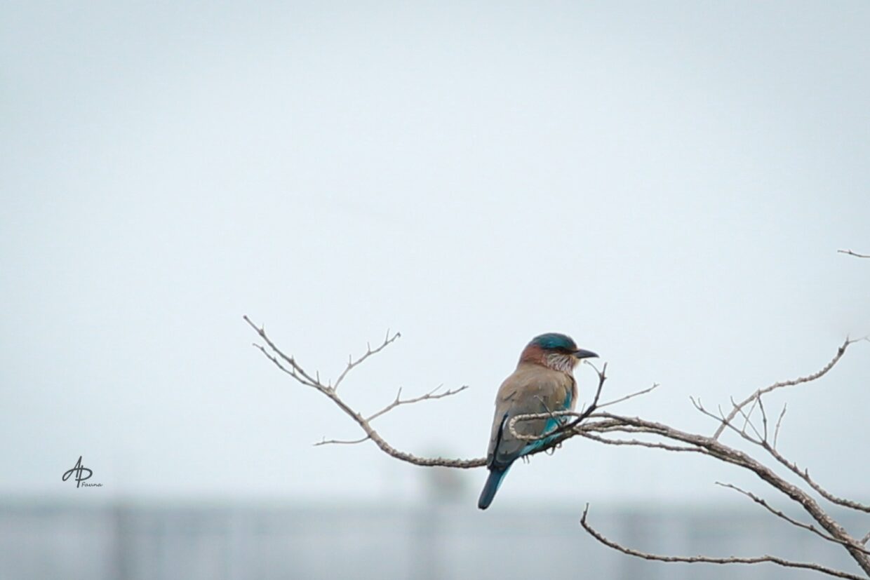 INDIAN ROLLER
