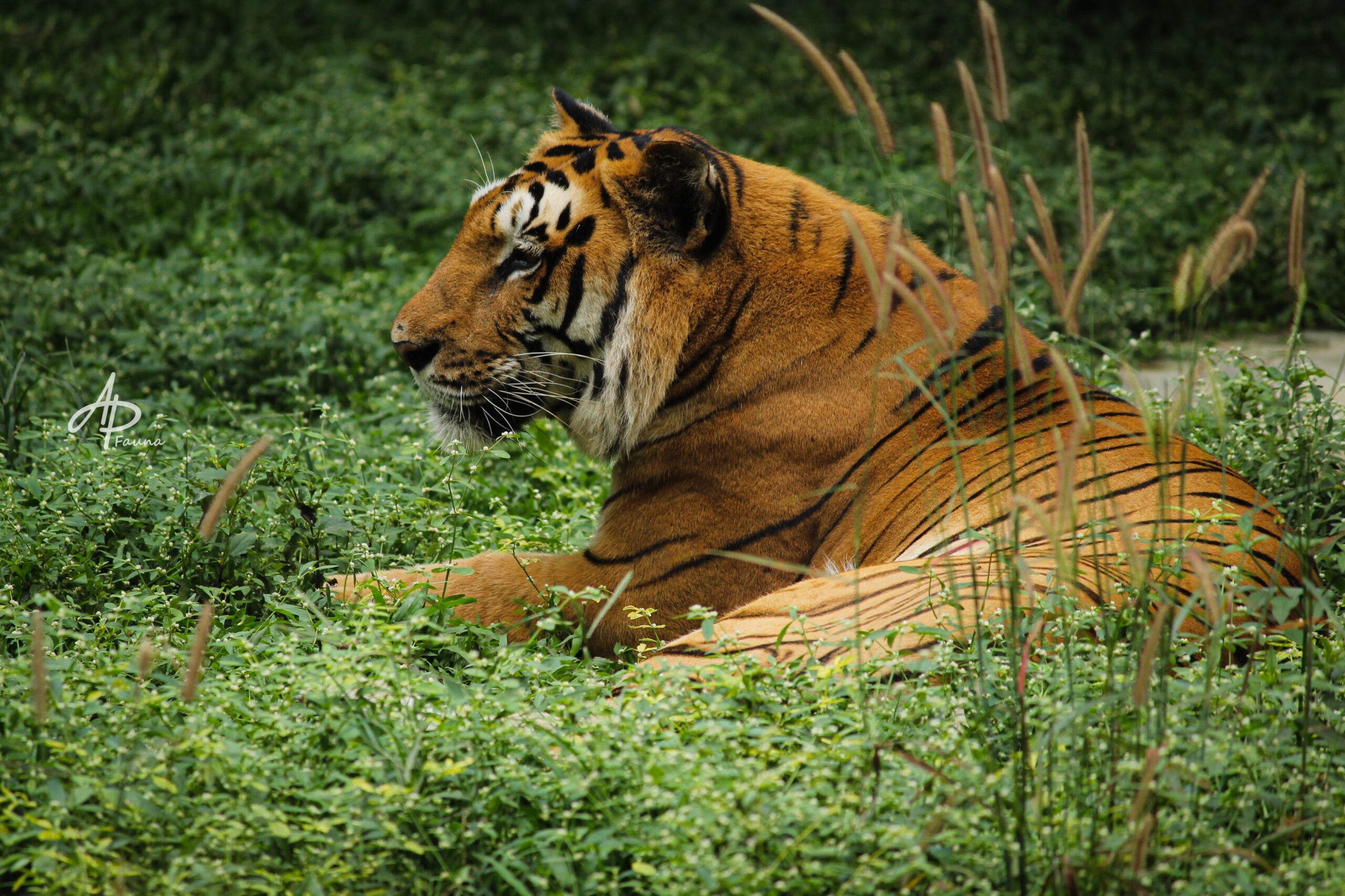 BENGAL TIGER