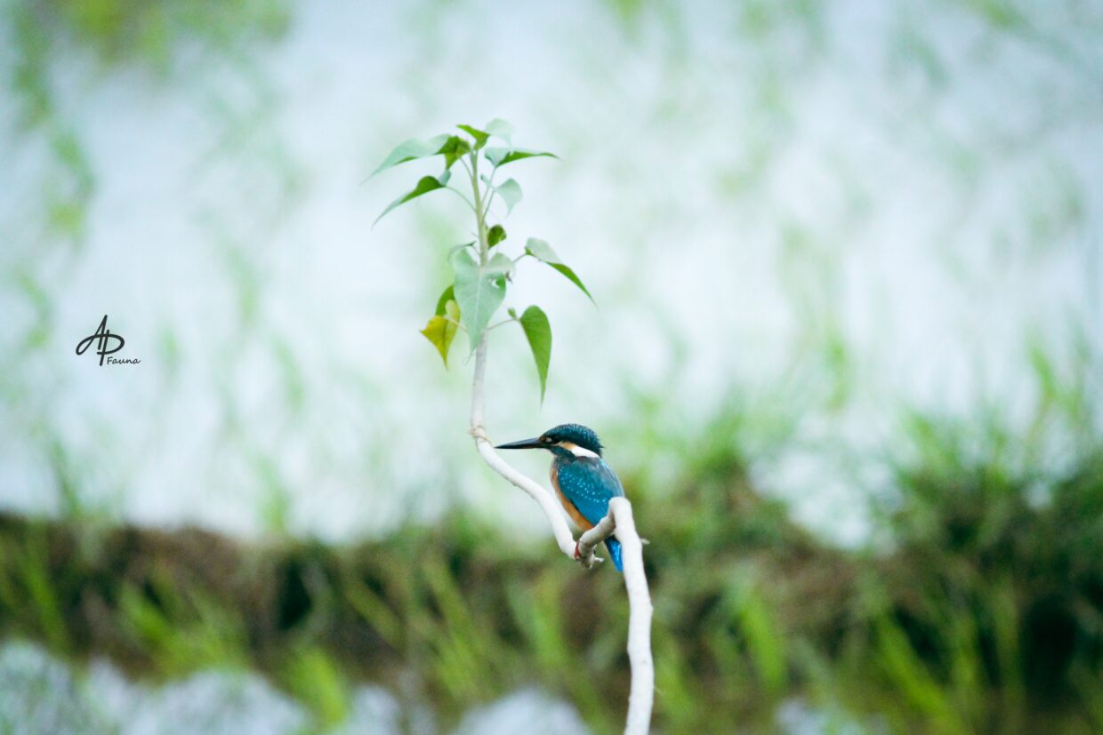 KINGFISHER