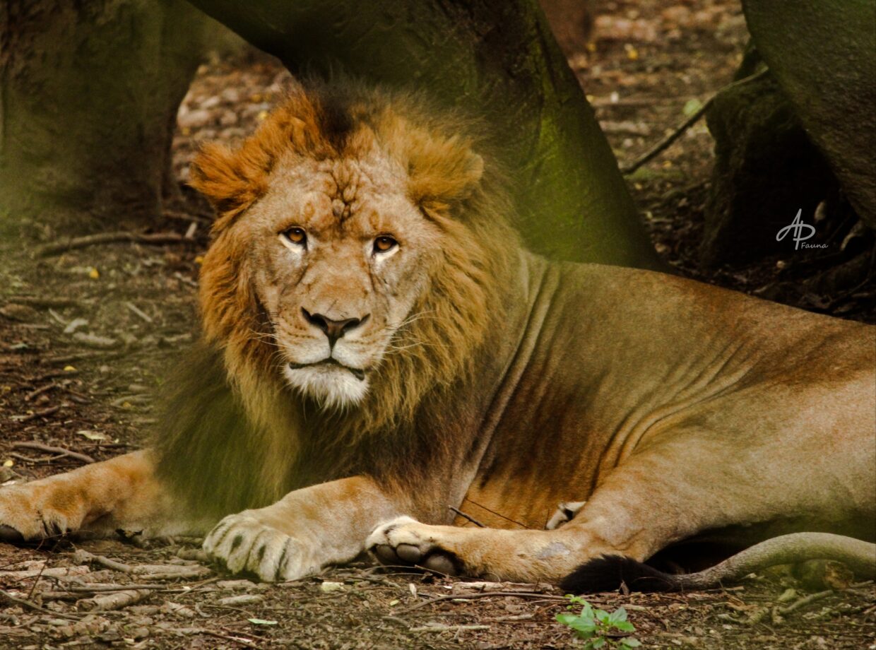 ASIATIC LION