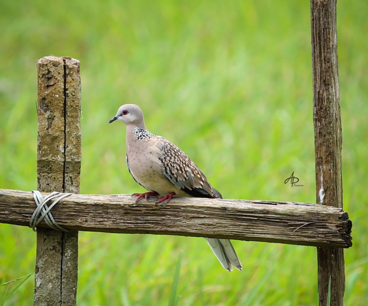 SPOTTED DOVE
