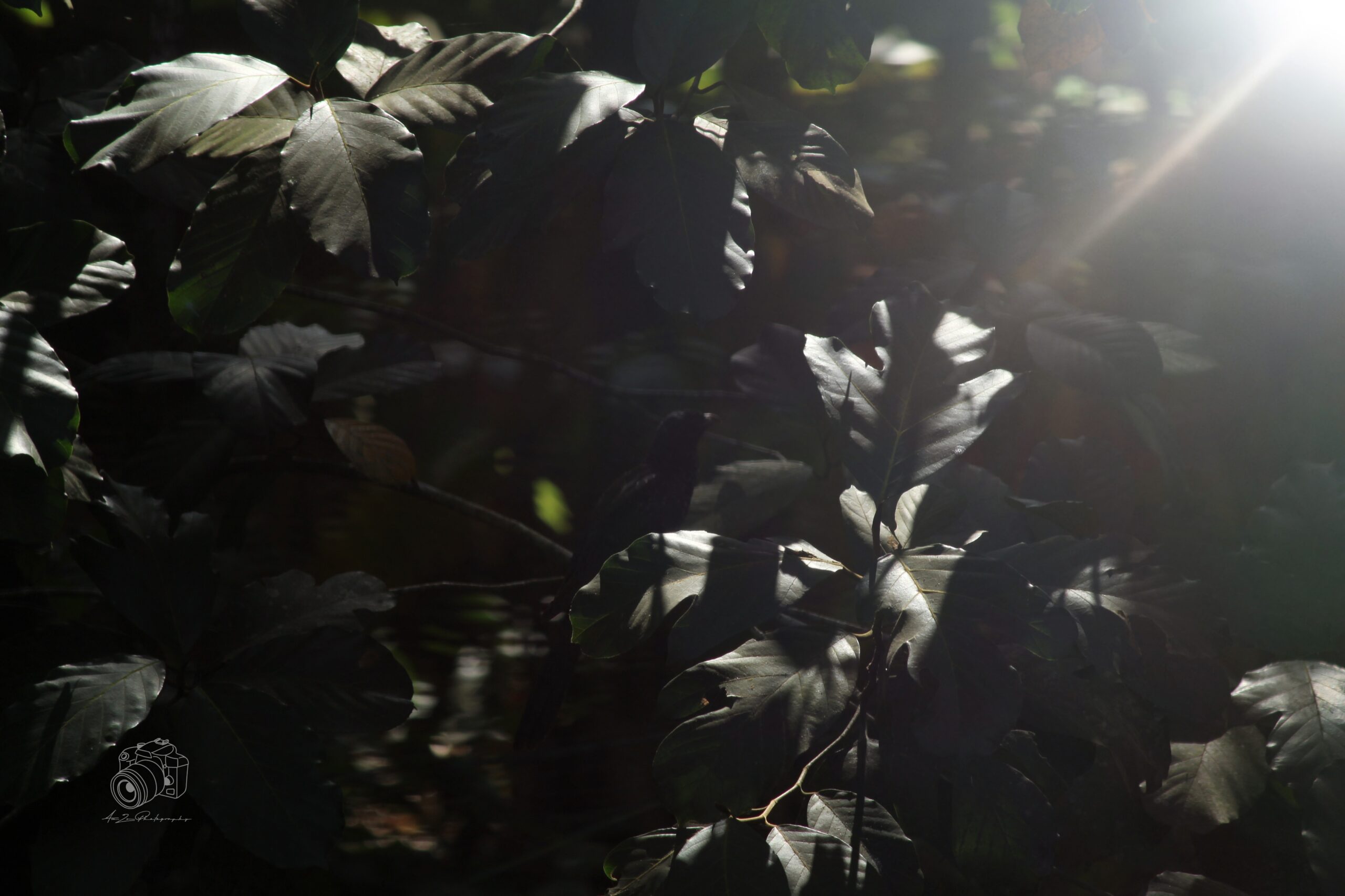 LEAF
