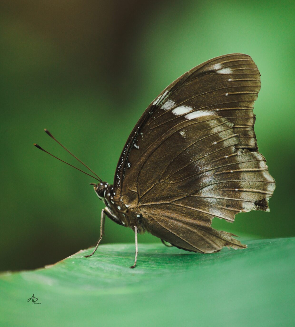 BLUE MOON BUTTERFLY