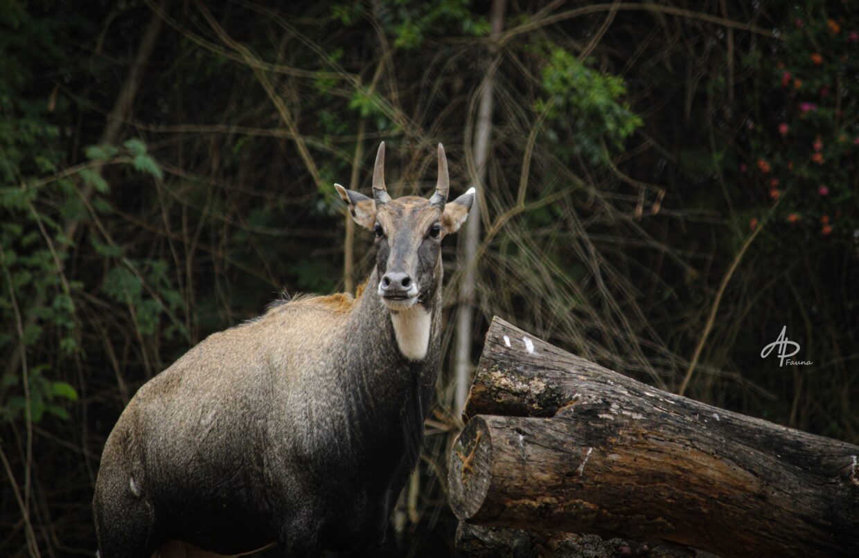 NILGAI